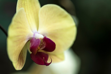 Fototapeta na wymiar side view of pale orange moth orchid
