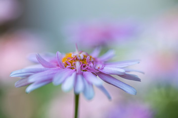 Dreamy Pink flower