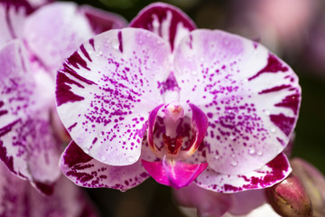 hybrid purple moth orchid