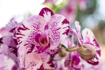 purple hybrid phalaenopsis orchid
