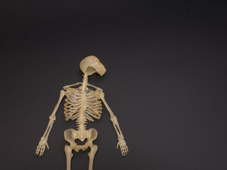 human body skeleton toy on dark black background with copy space on the right for copy space