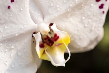 droplets on white moth orchid