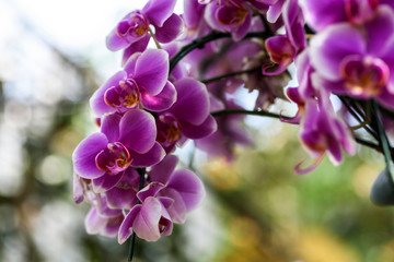 dwarf purple moth orchid