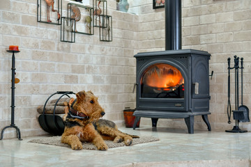 Airedale Terrier dog (1 year old), in the interior of the house (by the fireplace and woodpile) - obrazy, fototapety, plakaty