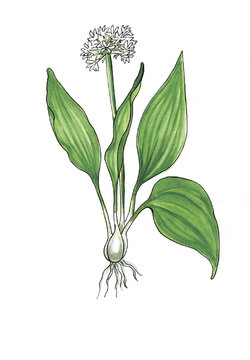 Green ramson isolated on white background.