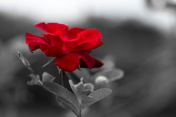 isolate red rose in black and white background