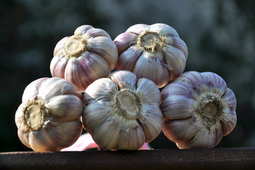 Garlic is tied to a bundle