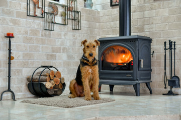 Airedale Terrier dog (1 year old), in the interior of the house (by the fireplace and woodpile)