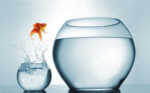 Goldfish jumping in a bigger bowl - aspiration and achievement concept.