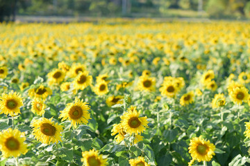 The beautiful sunflower field of the farmer.