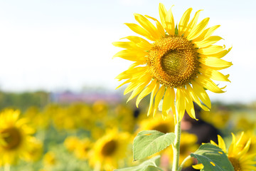Fototapeta premium The beautiful sunflower field of the farmer.