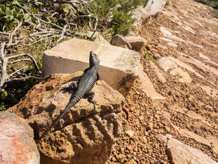 Black-girdled Lizard on a rock at Cape of Good Hope, South Africa