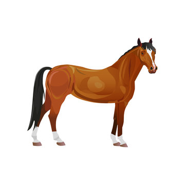 Bay horse vector