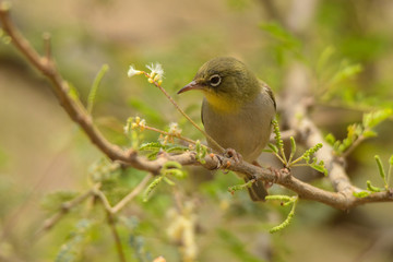 Rueppell's Weaver / Ploceus galbula