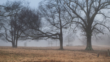 Fototapeta na wymiar Misty foggy morning in the country