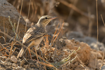 Long-billed Pipit / Anthus similis