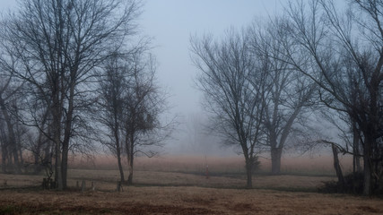 Winter branches in a foggy meadow