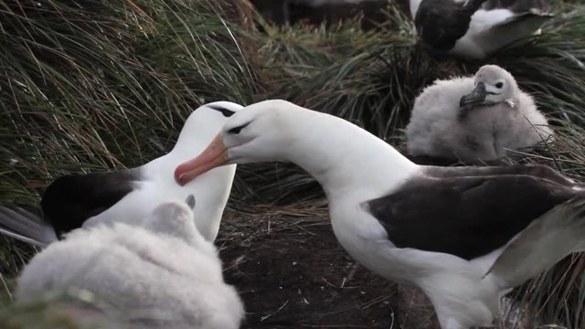 Albatross black browed courting 2 Albatross black browed play and courtship