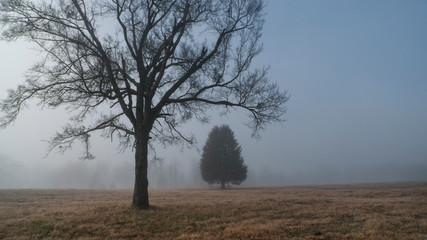 Two trees in fog, concept of couple, distance, apart