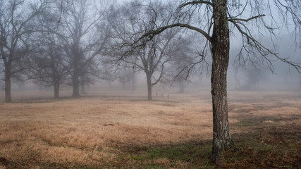 Fototapeta na wymiar Mysterious meadow in the fog, trees veiled in mist