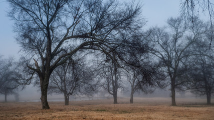 Oak trees in winter fog