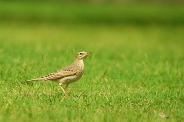 Long-billed Pipit / Anthus similis