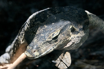 Varano