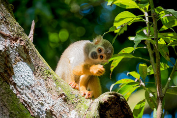 Obraz premium little monkey sitting on a tree and looking into the distance