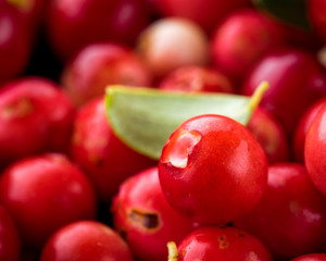 Wild Red Lingonberry. Cowberry eurasian flora. Forest Vaccinium vitis-idaea. Close-up macro image. Organic non GMO vegetarian food.