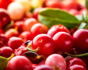 Wild Red Lingonberry. Cowberry eurasian flora. Forest Vaccinium vitis-idaea. Close-up macro image. Organic non GMO vegetarian food.