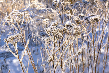 Grass covered with snow and frost