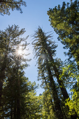 Giant Redwood tree, photo looking up at the tree, in Redwood National Park in Lady Bird Johnson Grove in Northern California, with a bright blue sky