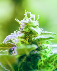 Close-up detail of Cannabis, trichomes and leaves on late flowering stage. Bud marijuana drug, high resolution. Crystalline structures in the leafs and buds.