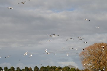 Flock of seagulls on a  field