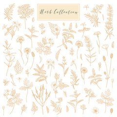 Fototapeta premium Vector medicinal herbs.