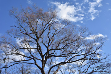 落葉した木と青空