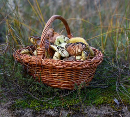 edible wild mushrooms in a brown wicker basket