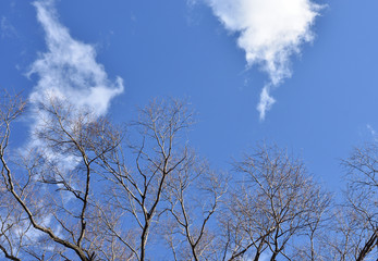 落葉した木と青空