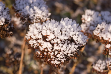 Eiskristalle an einer Pflanze