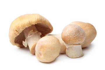 Gypsy mushrooms