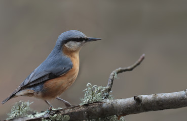 Nuthatch stands on a mossy branch on a brown background ...