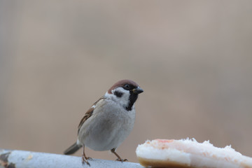 Sparrow came for the lard, but is afraid to touch it ...