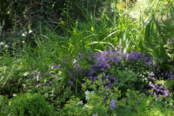 Bl&uuml;ten im Schattengarten