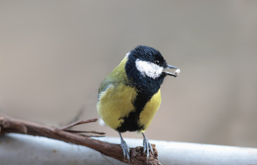 The big tit sits on a branch and that holds the peeled seed...