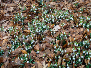 snowdrops between dead leaves