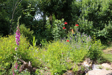 Naklejka premium Kwiaty w naturalnym ogrodzie