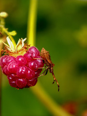 a bug on the ripe raspberries on a branch