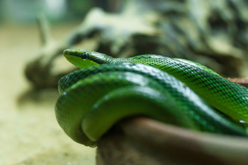 Red Tailed Green Rat Snake