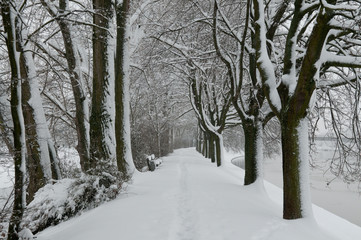 Verschneite Baumallee in Heilbronn