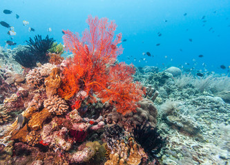 Fototapeta na wymiar Coral garden in Caribbean